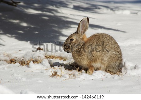 Cottontail in Winter Cottontail rabbit searching food under the snow covered ground.  There is a little mud on the  Cottontails face.  The background and foreground is snow covered grass.