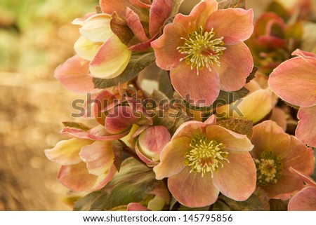 Christmas Rose The Christmas Rose or Lenten Rose has nodding flowers.  The Christmas Rose has petal of white, pink, green to mauve as they mature. Blooms in early spring - the Lent religious season.