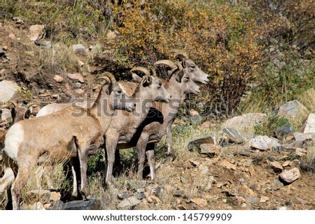 Rams on Hillside Four male rams or \'Big Horn Sheep\' on a steep hillside.  The background is shrubs and rocks.  Big Horn Sheep or Rams are the official  state animal of Colorado.