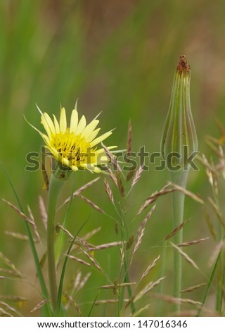 Yellow Salsify The bloom and bud of the \'Yellow Salsify\'.  The plant is growing wild in a field.