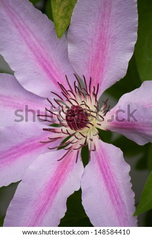 Clematis-Marie Therese Marie Therese Clematis Clematis is a creeper or climbing plant. The bloom has six petal in pastel mauve and pink with carmine bar flower inside.