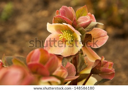 Bloom of the Lenten Rose The \'Lenten Rose\' or \'Christmas Rose\' has nodding flowers.  The blooms are white,pink,green to mauve, as they mature.