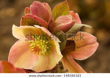 Bloom of the Lenten Rose Beautiful bloom of the \'Lenten Rose\' or \'Christmas Rose\'. The blooms are white, pink,green to mauve, as they mature.