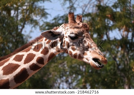 Tallest Living Animal Giraffe with very long neck, coat pattered with brown patches separated by lighter lines. Tallest living animal which is a mammal.
