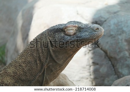 Sleeping Komodo Dragon Large Komodo Dragon with its eyes shut.  The largest living species of lizard is taking a rest.