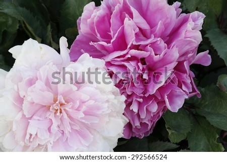Two Exquisite Peony\
Two sumptuous peony blooms one light pink, and one dark pink, embedded in lush dark green leaves.