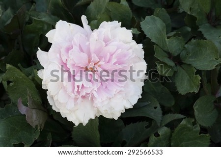 Sumptuous Peony\
Sumptuous peony bloom embedded in lush dark green leaves.