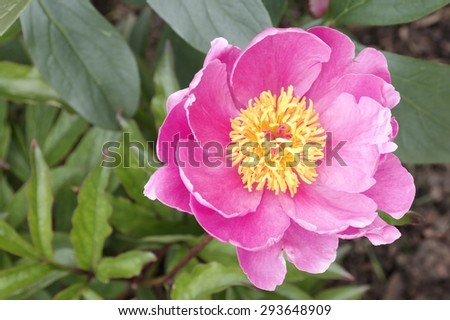 Karl Rosenfield Peony\
The beautiful tropical looking Karl Rosenfield peony.  This large dark pink bloom has a bright yellow center, the background is the plants large dark green leaves.
