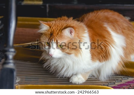 Beauty red cat on piano strings like musician