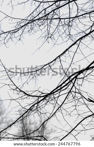 Black and white bare branches of trees in winter twilight