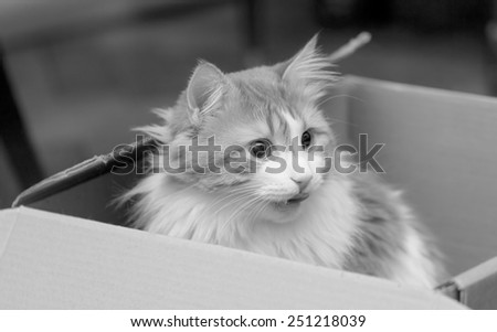 Nice cat in box black and white