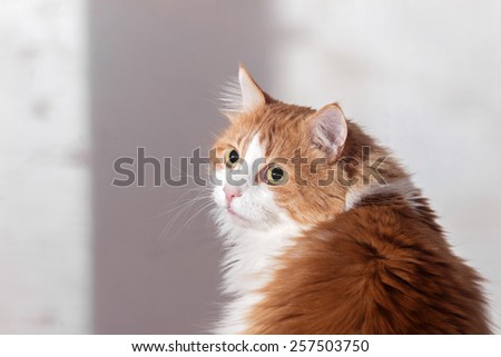 Nice offended frightened red cat at white background