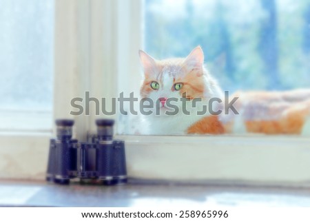 Red cat between window frames and near binoculars at sunny day