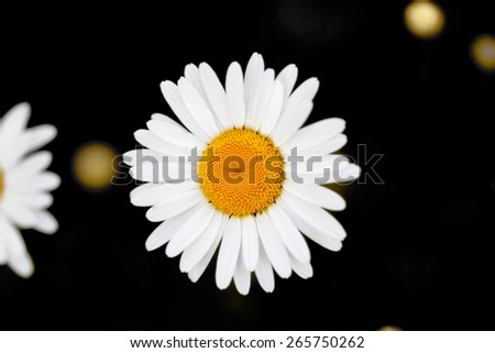 Large white summer flower garden camomile on dark background