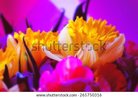 Beautiful large yellow narcissus flowers in purple tones