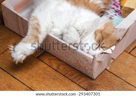 Lovely adult ginger and white cat sleeping in box
