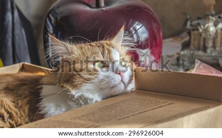 Adult beautiful ginger cat in cardboard box looks dreamy