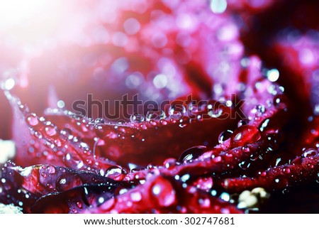 Blooming big beautiful red rose with big water drops and ray of light
