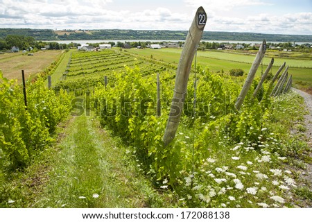 Vinery in Quebec with St. Lawrence Valley in the background, Canada