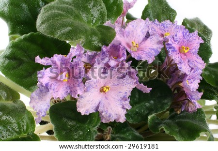 Room flower a violet a close up