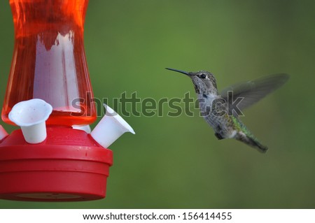 Hummingbird approaching feeder wings back