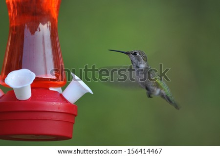 Hummingbird flying on a feeder