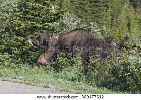 Large bull moose cautiously steps out of the brush onto road