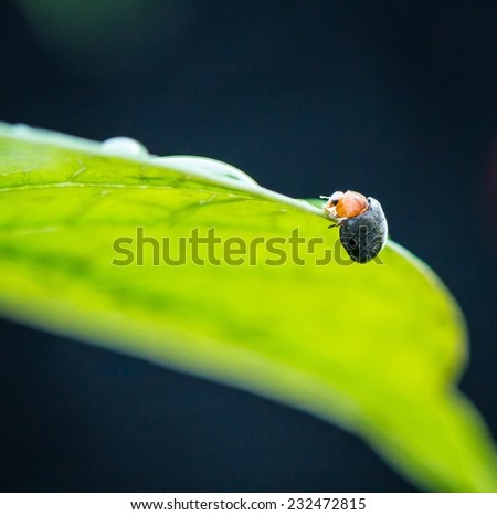 Lady bug making a climb