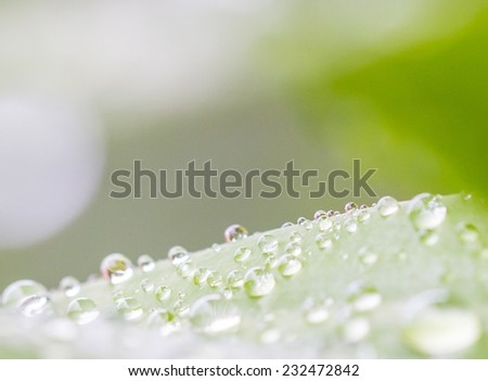 White background with water dew