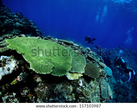 a big coral and scuba diver