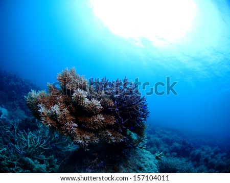 underwater scene of southern island