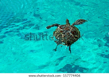 Sea Turtle at Similan Island, Similan Islands National Park, Phang Nga, Thailand