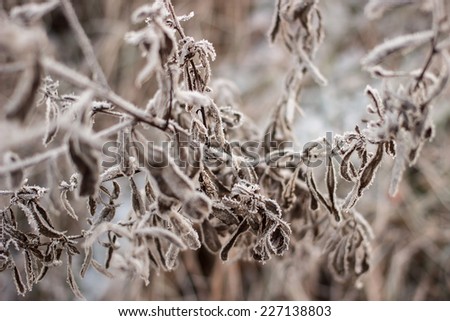 Herbaceous plants in the first frost