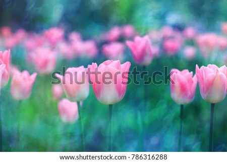 Tulip background. Pink flower tulip lit by sunlight. Soft selective focus, tulip close up, toning. Bright colorful tulip photo background