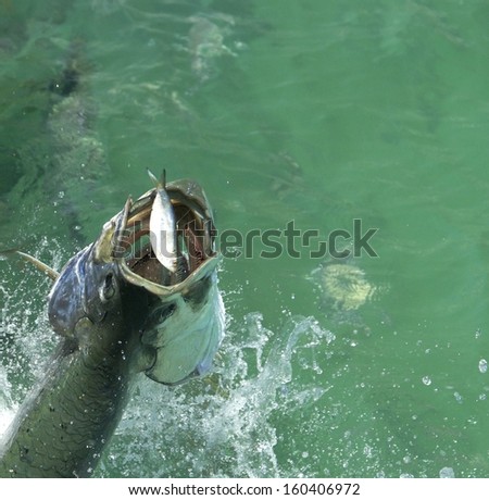 Huge Tarpon fish rising out of the water to eat a small baitfish