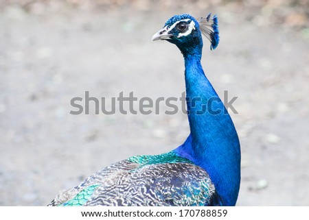 Blue peacock blue head bright background