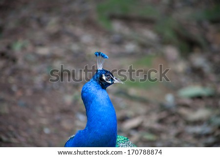 Blue peacock blue head dark background