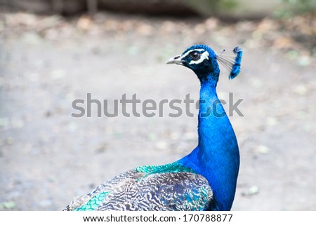 Another blue peacock blue head bright background