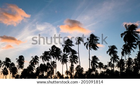 Coconut trees and clouds