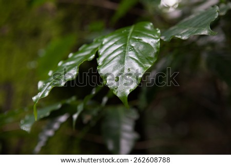 Dark leaves with dew drops on dark background