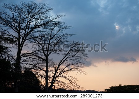 Trees silhouette with blue clouds and golden sky