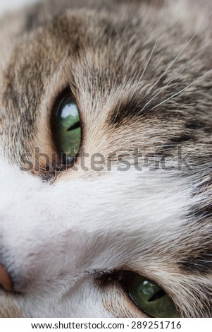 Cat green eyes closing and showing fluffy face