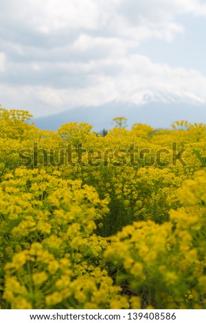 Flower garden and Mount Fuji Mount Fuji which rises over there of the flower garden. A cloud hangs in Mount Fuji. Yellow flowers are bright.