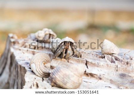 Movement of the hermit crab. There is the hermit crab on a stump. One of them is going to run away.