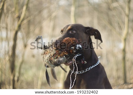 portrait of a hunting doberman pinscher dog with pheasant