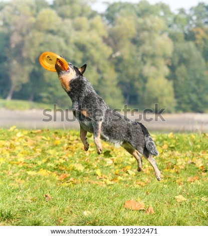 australian cattle dog jump agility dog