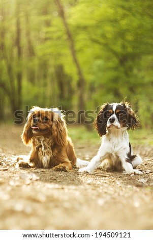 two fun cavalier king charles spaniel dogs in nature