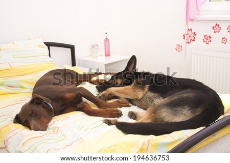 german shepherd and doberman pinscher dogs sleeping in bed