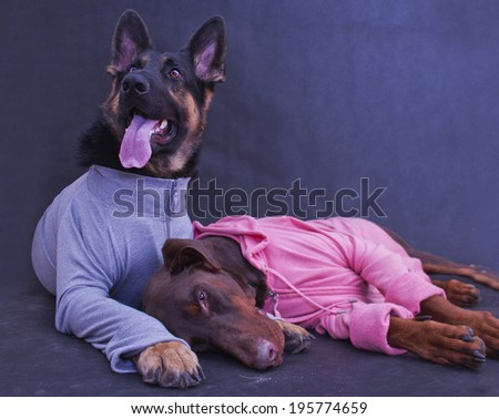 german shepherd puppy  and brown doberman pinscher dog.