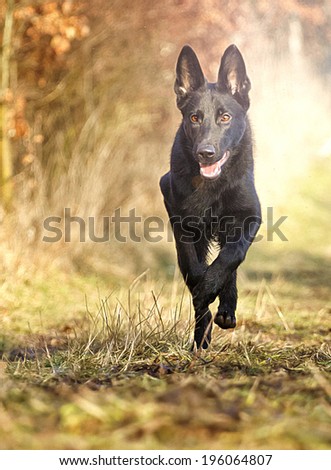 black german shepherd puppy running in the wild